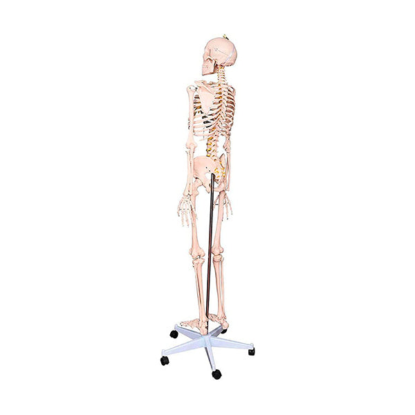 Esqueleto Grande 170cm