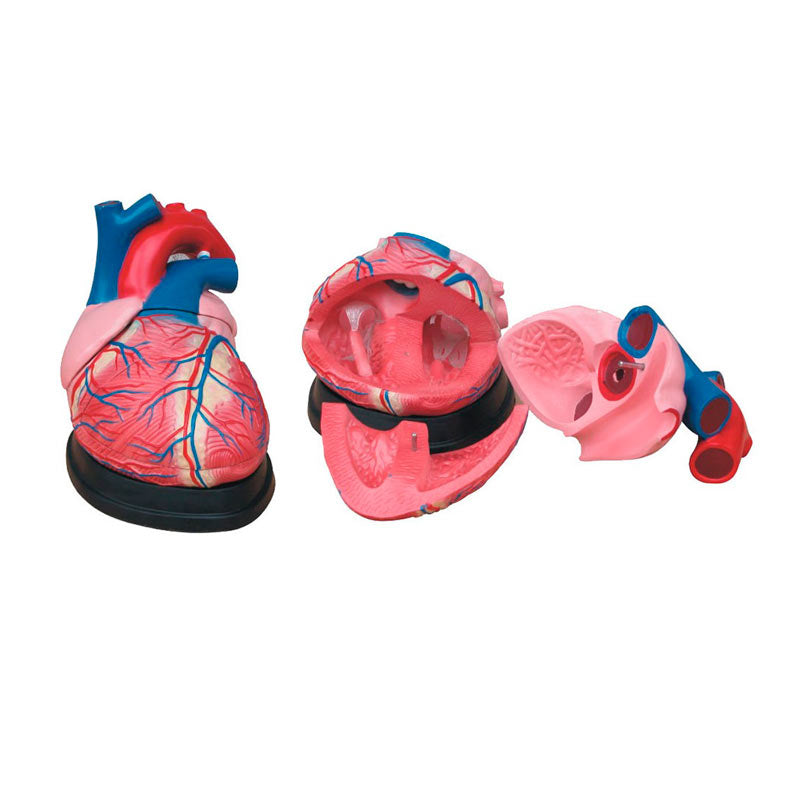 Kit de Anatomía del Corazón