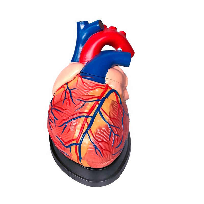Kit de Anatomía del Corazón