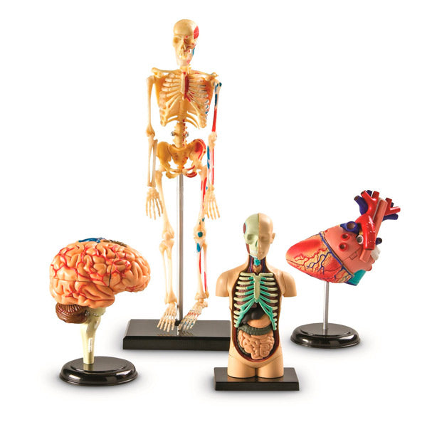 Set de Modelos Anatómicos