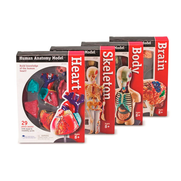 Set de Modelos Anatómicos