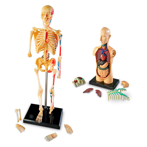 Set de Modelos Anatómicos