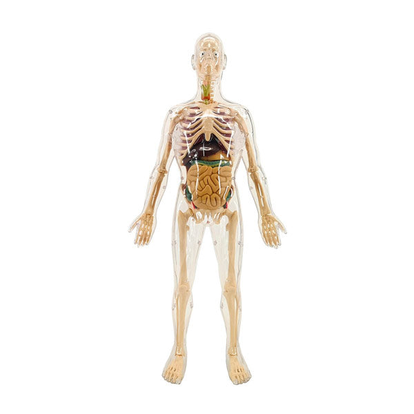 Torso Anatómico Hombre de 56 cm