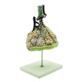 Maqueta de los Alvéolos Pulmonares