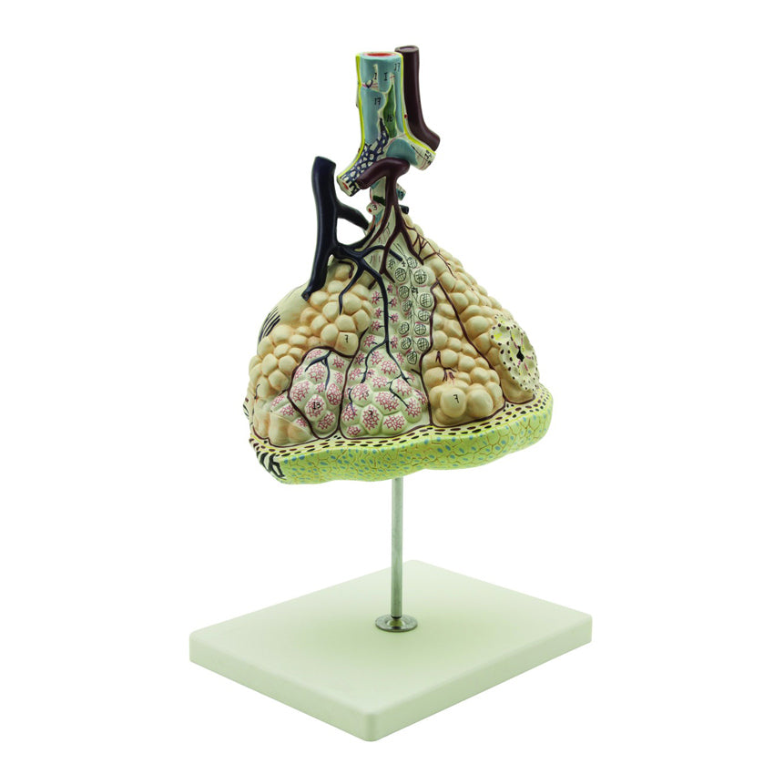 Maqueta de los Alvéolos Pulmonares