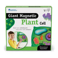 Célula Vegetal Magnética Para Pizarra