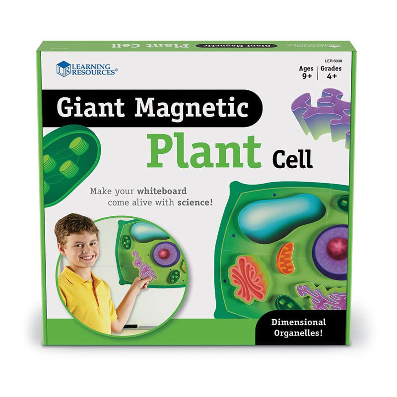 Célula Vegetal Magnética Para Pizarra