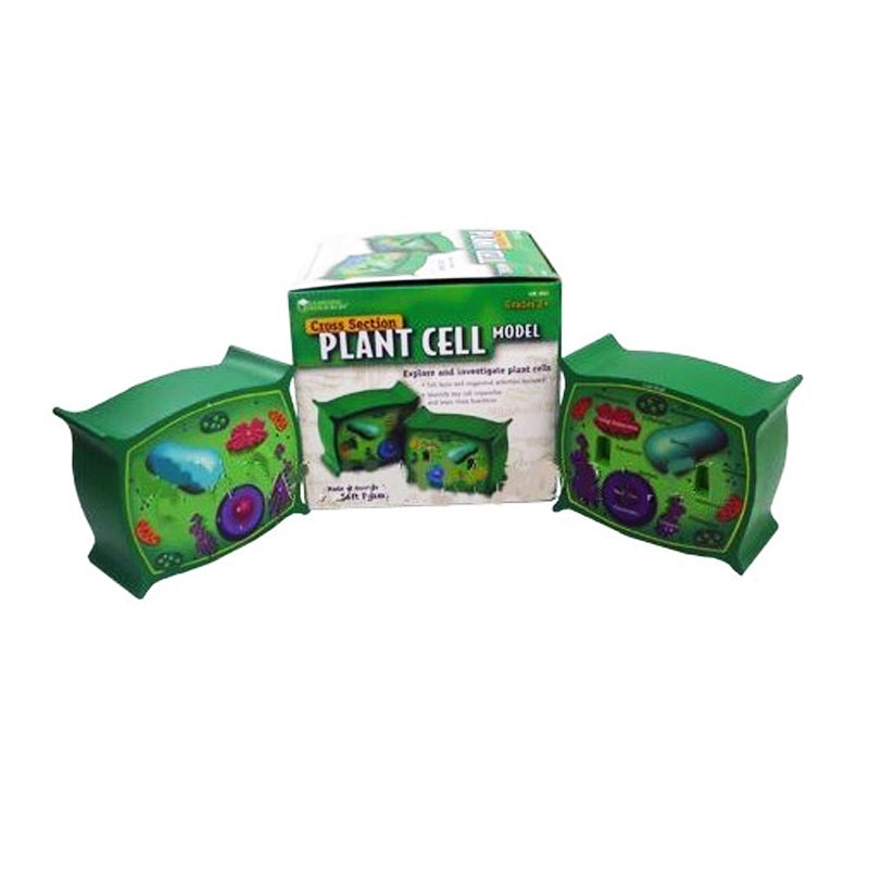 Célula Vegetal Magnética Para Pizarra
