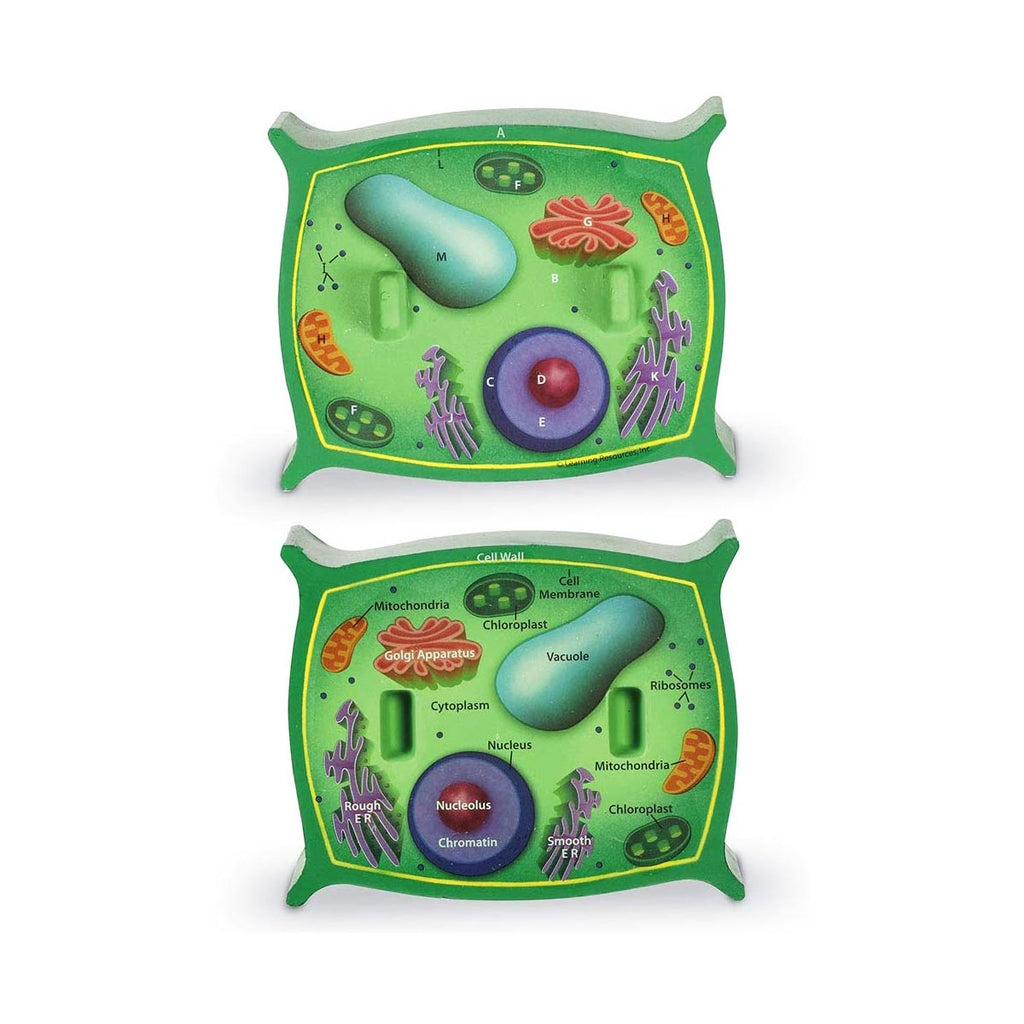 Célula Vegetal Magnética Para Pizarra