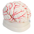 Cerebro 11x15cm - 8 Piezas