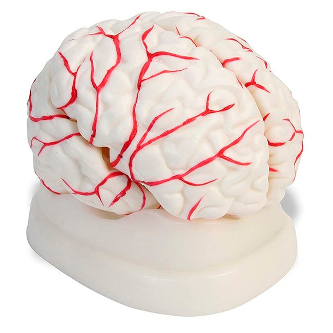 Cerebro 11x15cm - 8 Piezas