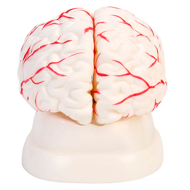 Cerebro 11x15cm - 8 Piezas
