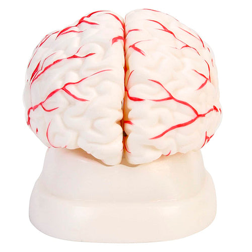 Cerebro 11x15cm - 8 Piezas