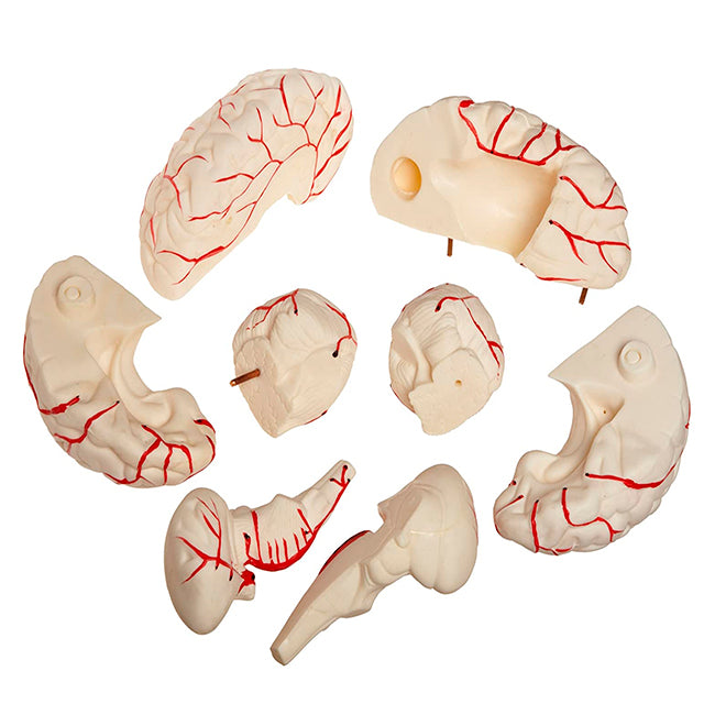 Cerebro 11x15cm - 8 Piezas