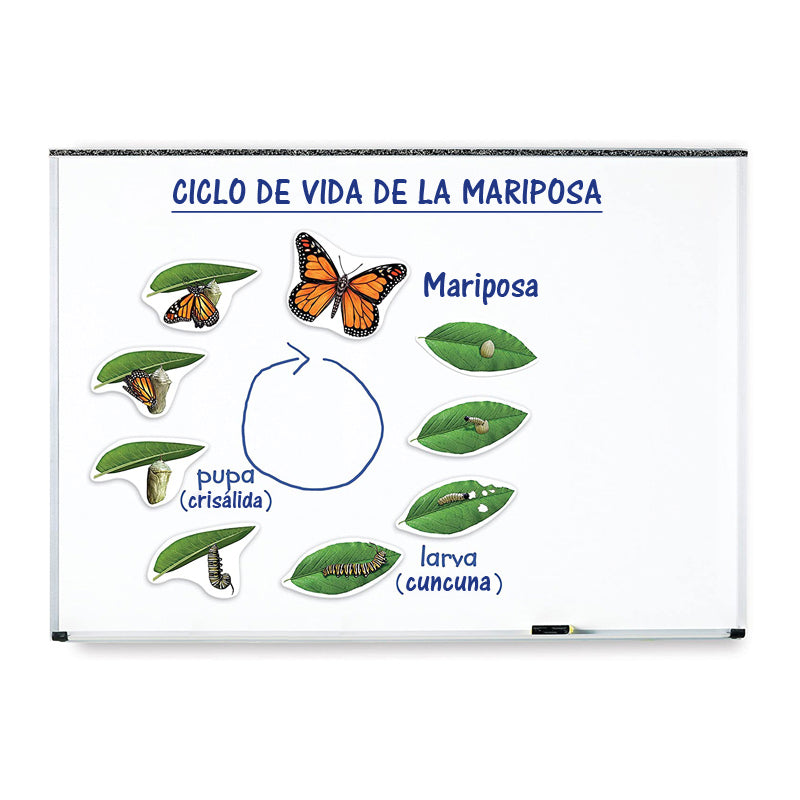 El Ciclo de Vida de la Mariposa - Magnético Para Pizarra