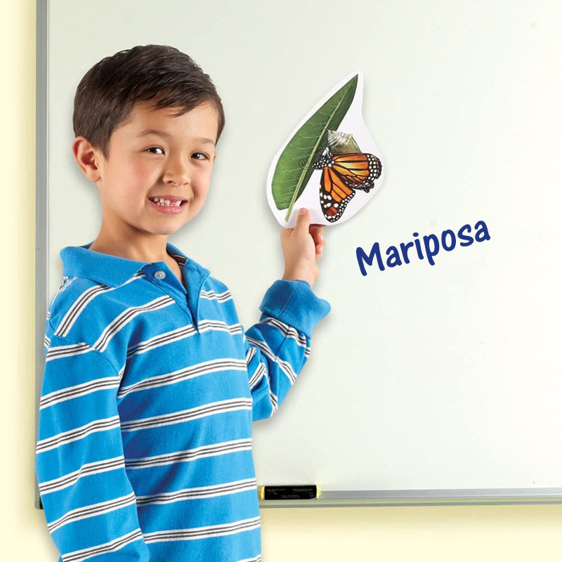 El Ciclo de Vida de la Mariposa - Magnético Para Pizarra