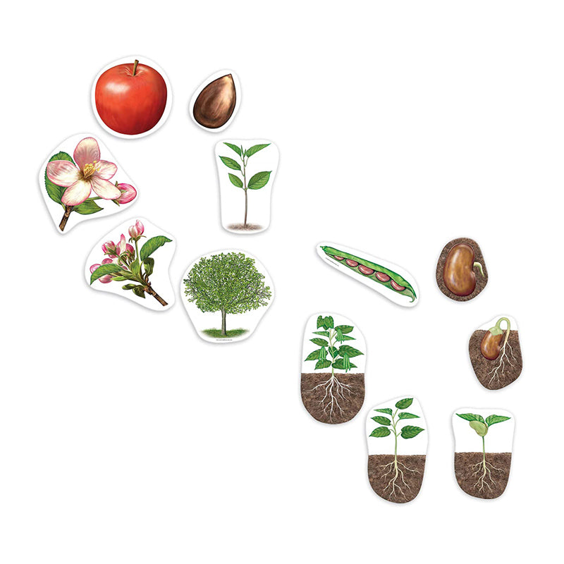 El Ciclo de Vida de las Plantas  - Magnético Para Pizarra