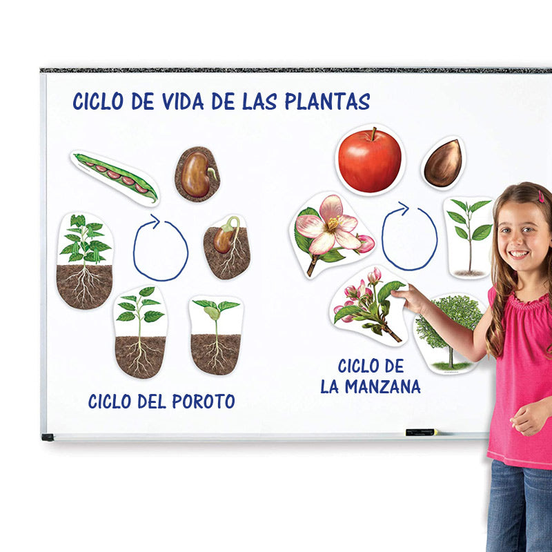El Ciclo de Vida de las Plantas  - Magnético Para Pizarra