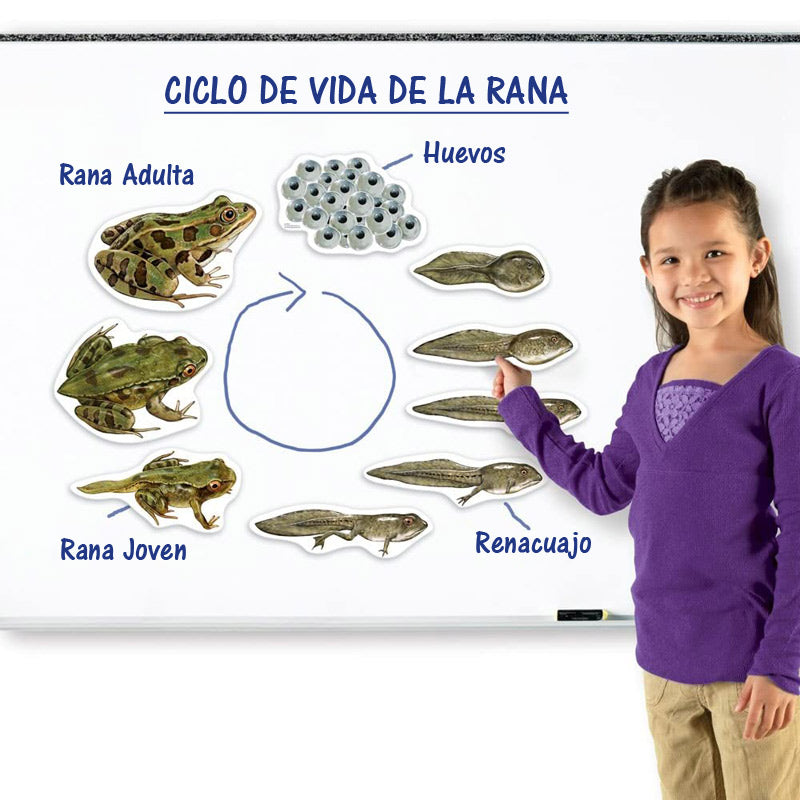 El Ciclo de Vida de la Rana - Magnético Para Pizarra