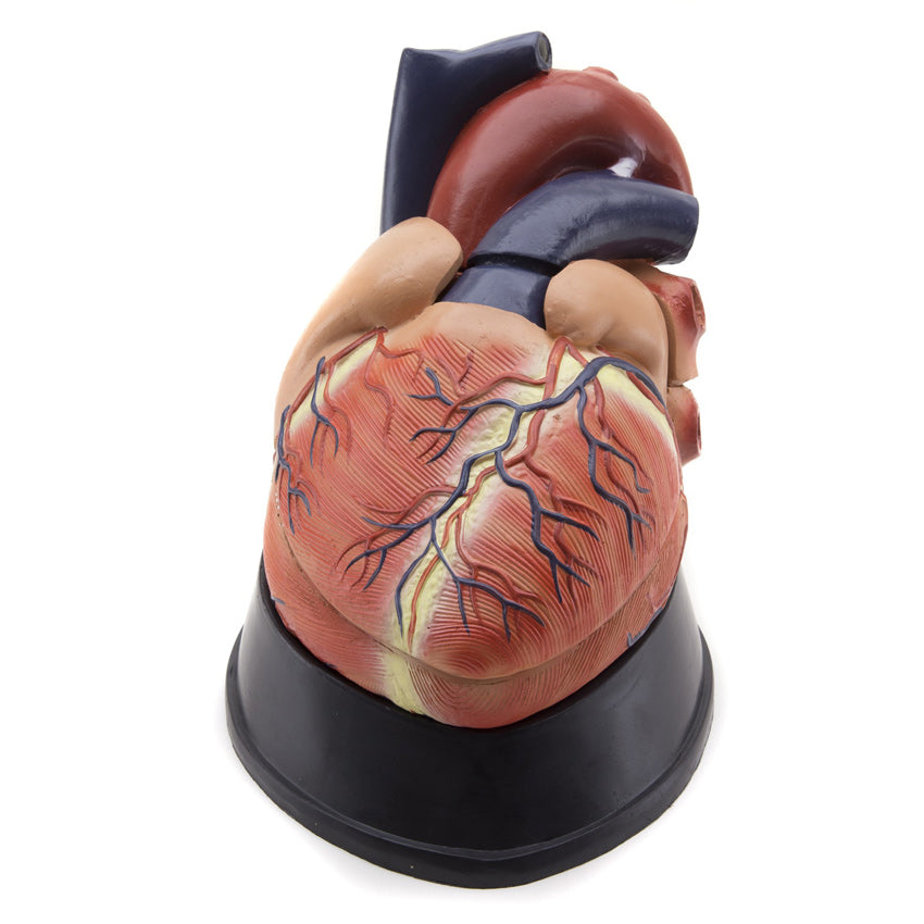 Maqueta de Corazón