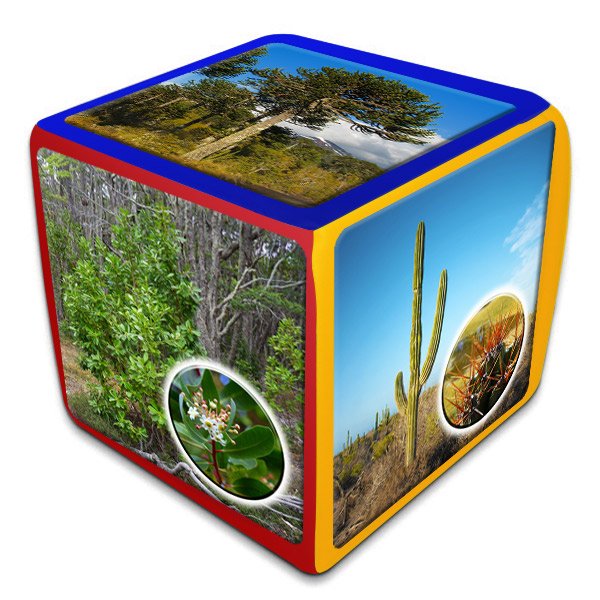 Cubo Intercultural Flora