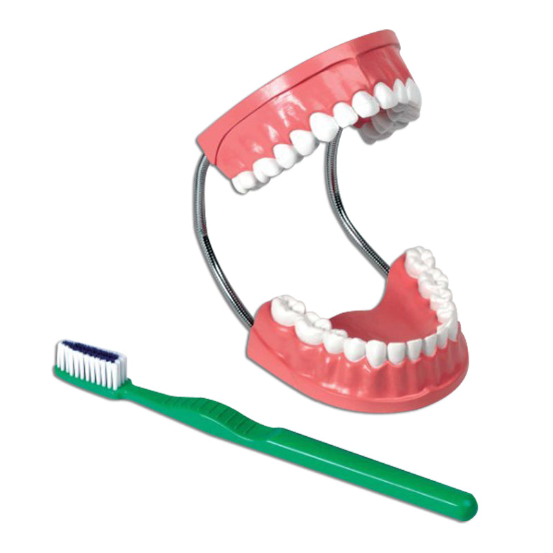 Dentadura + Cepillo