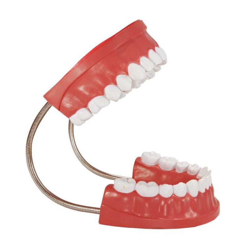 Dentadura + Cepillo