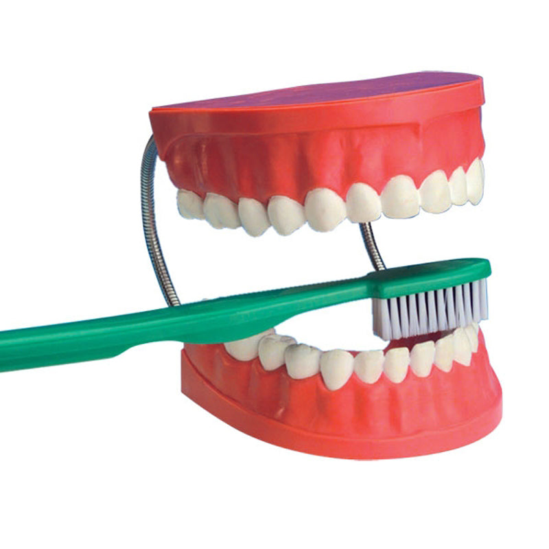 Dentadura + Cepillo