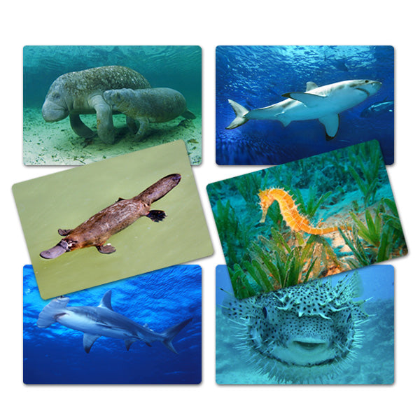Flash Card Animales Acuáticos