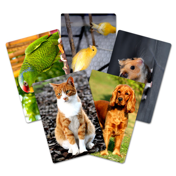 Flash Card Animales Domésticos