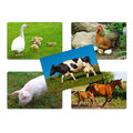 Flash Card Animales Granja