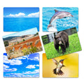 Flash Card Asociación Animales y su Hábitat