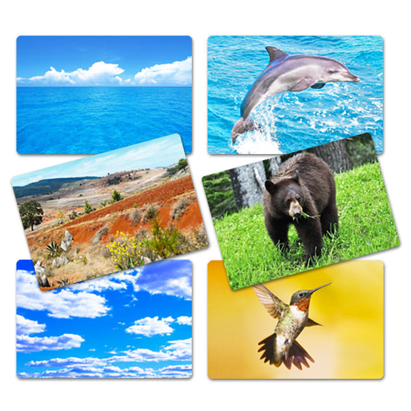 Flash Card Asociación Animales y su Hábitat