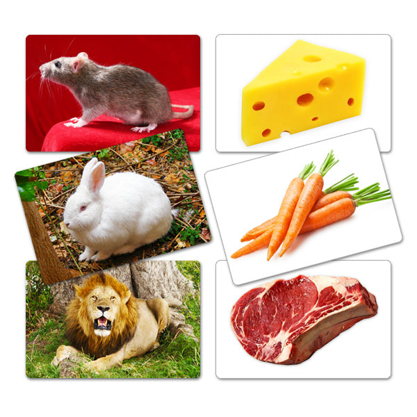 Flash Card Asociación Animales y sus Alimentos