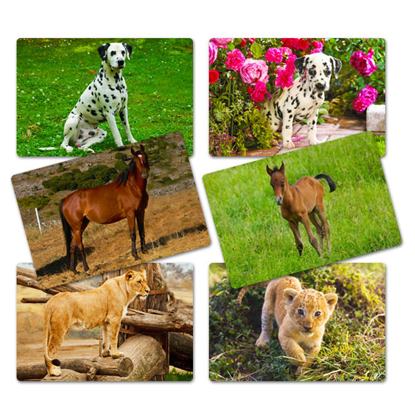 Flash Card Asociación Animales y sus Crías