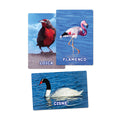 Flash Card Aves Chilenas