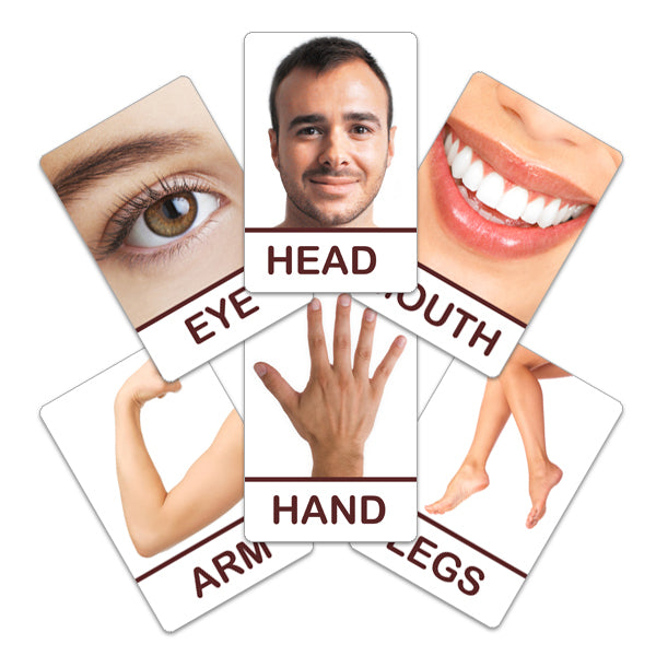 Flash Card Body Parts