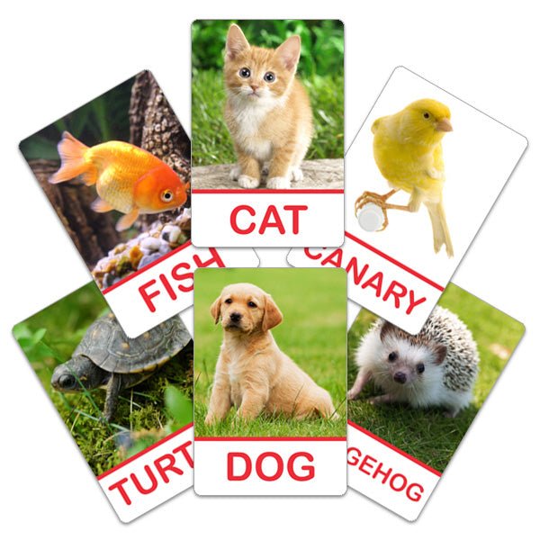 Flash Card Domestic Animals