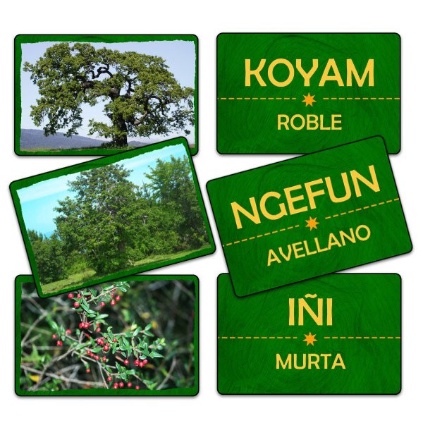 Flash Card Flora Lengua Huilliche