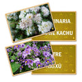 Flash Card Hierbas Medicinales (Letrado Mapudungun)