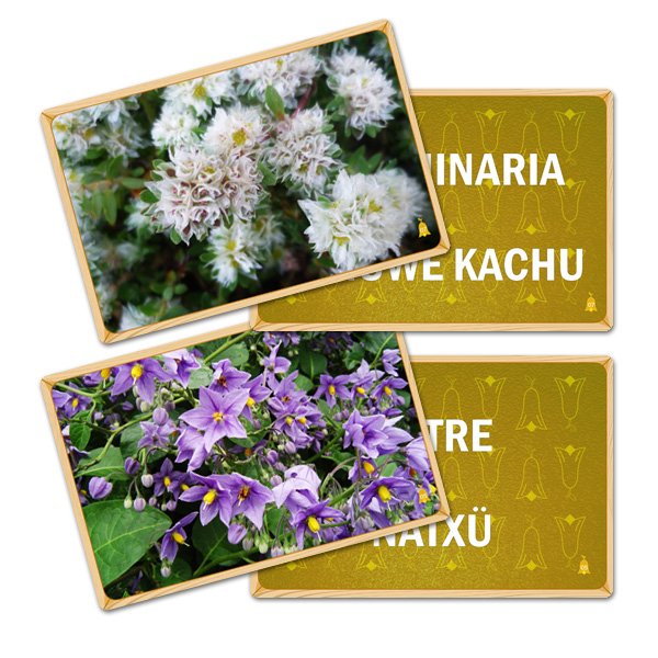 Flash Card Hierbas Medicinales (Letrado Mapudungun)