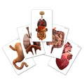 Flash Card Organos Cuerpo Humano