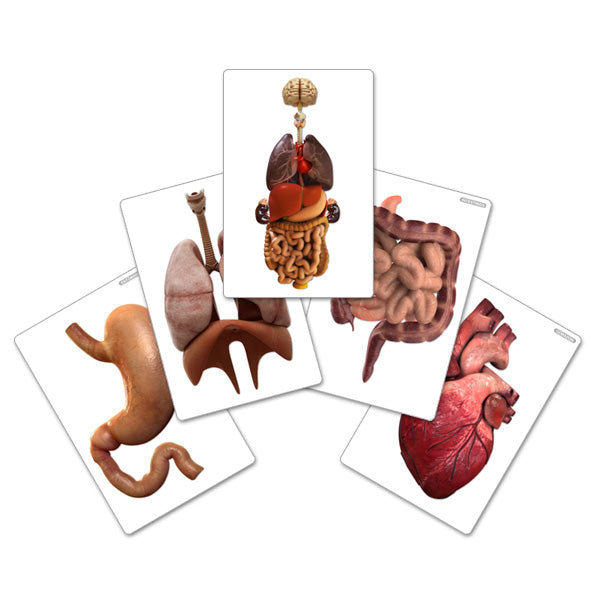 Flash Card Organos Cuerpo Humano