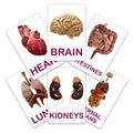 Flash Card Organs Of The Human Body