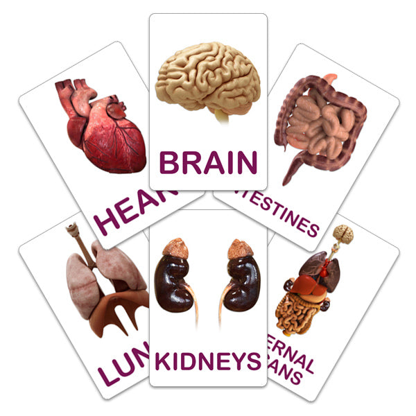 Flash Card Organs Of The Human Body