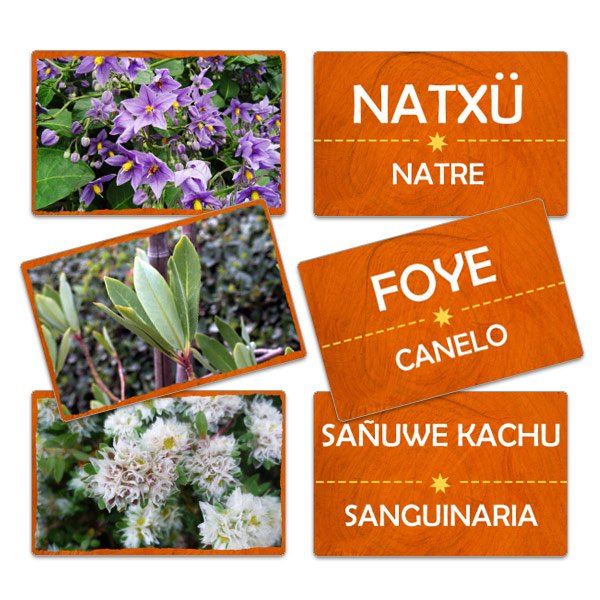 Flash Card Plantas Medicinales Lengua Huilliche