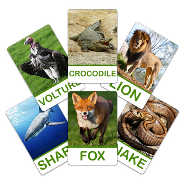 Flash Card Wild Animals