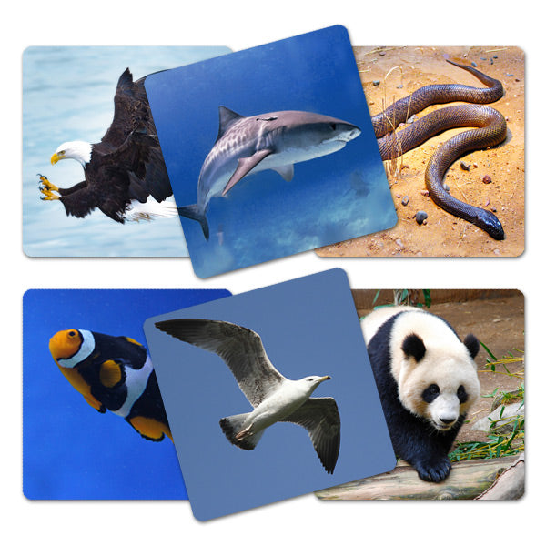Memorice Animales en su Habitat