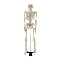 Mini Esqueleto Humano 85cm
