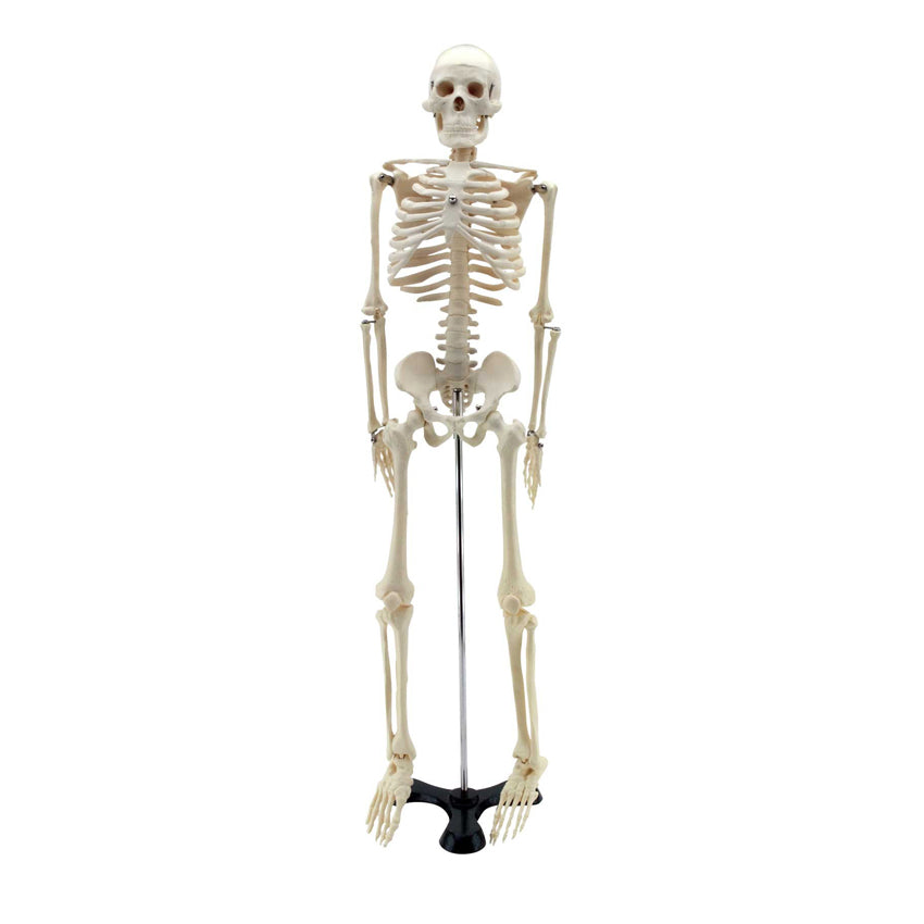 Mini Esqueleto Humano 85cm